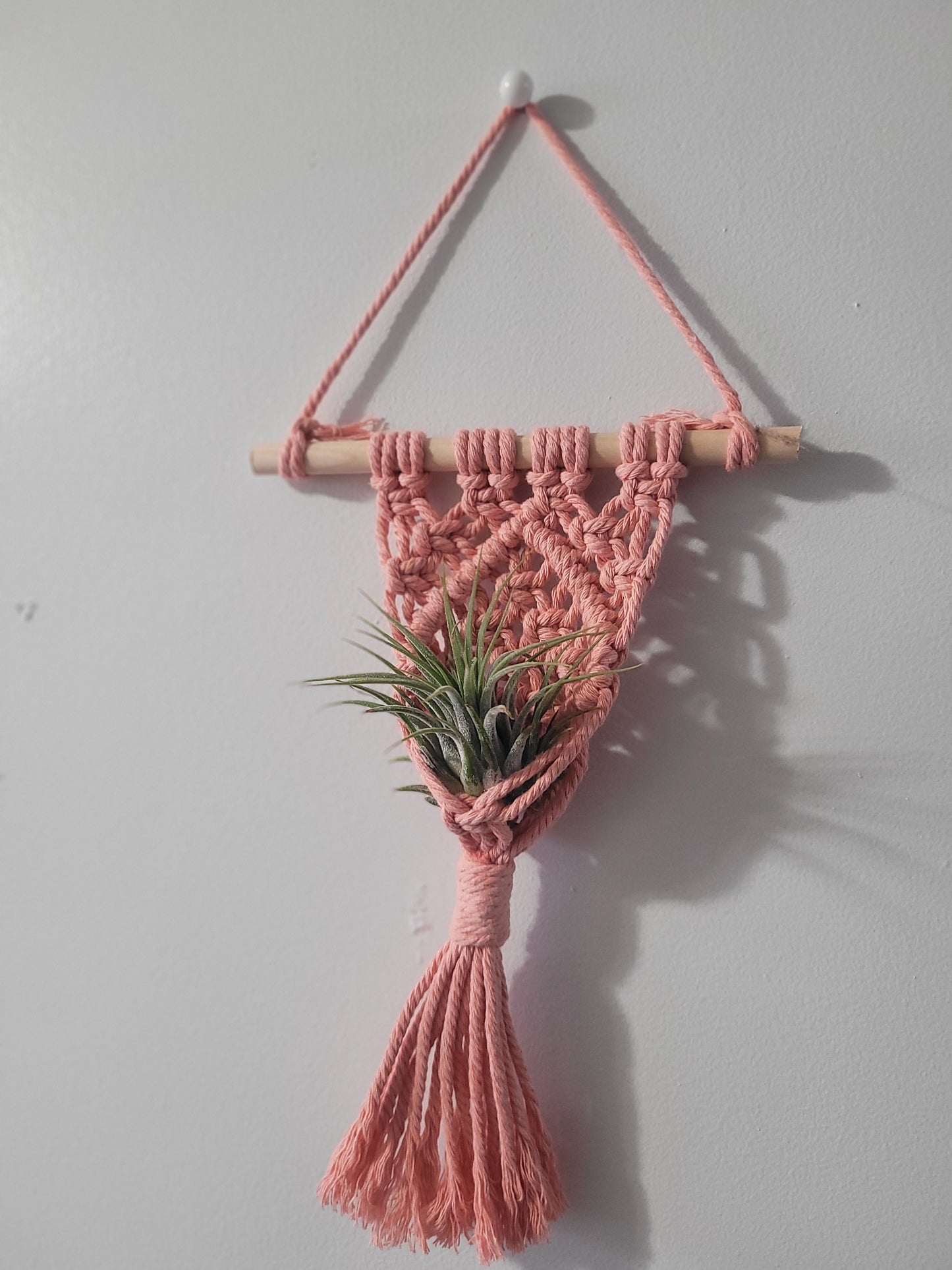 Airplant Hangar w/ Plant