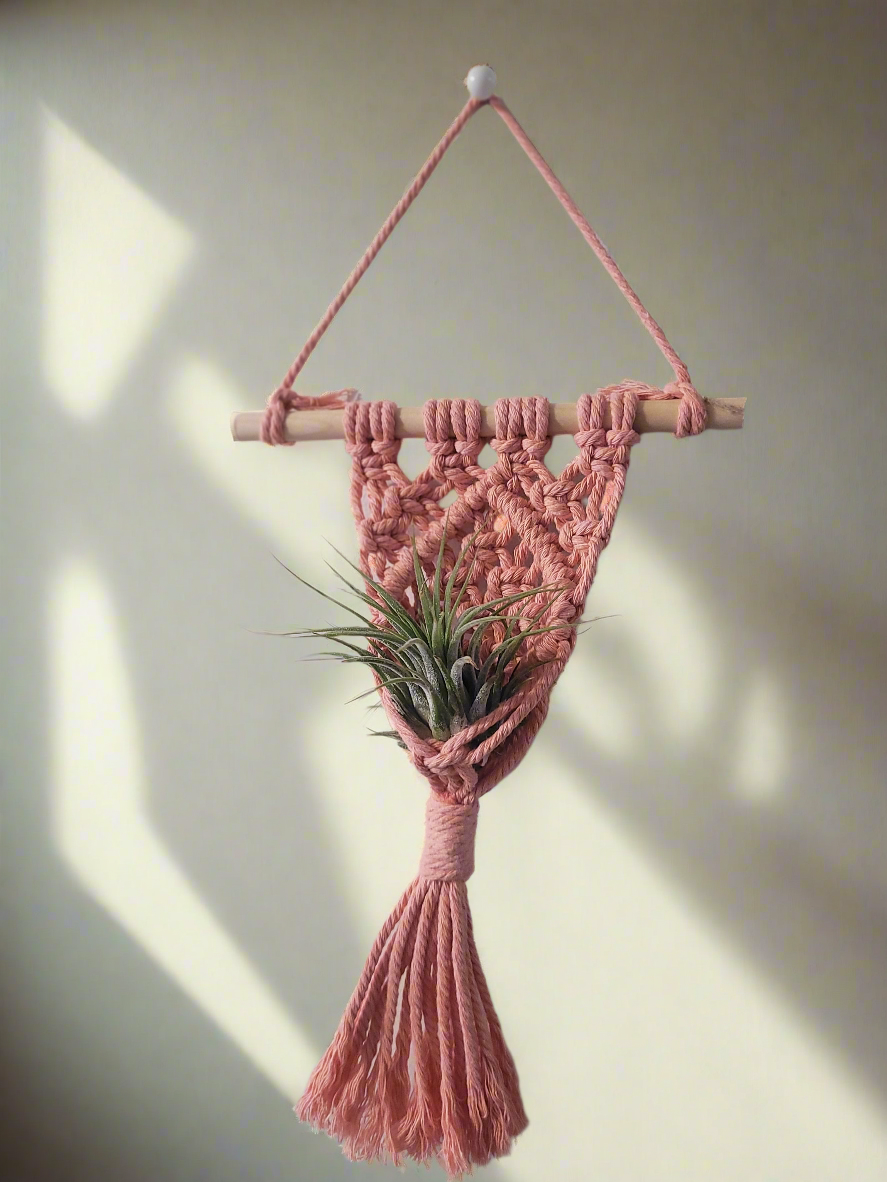 Airplant Hangar w/ Plant