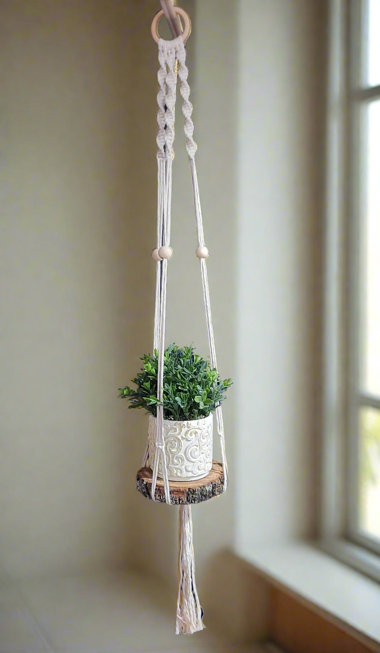 money tree plant for sale Money Tree | Indoor Plants main image 1